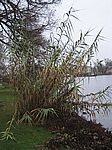 Schwerin