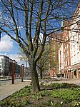 Rostock