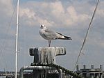 Warnemünde