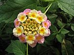 Aumuehle
