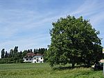 Grüningen