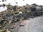 Lava