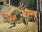 Besuch im Tierpark