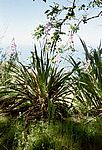 Sao Miguel - Südwesten
