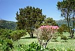 Sao Miguel - Südwesten