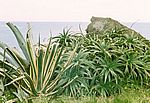 Sao Miguel - Mitte
