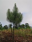 Pinhal da Paz