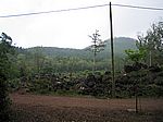 Pinhal da Paz