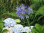 Sao Miguel - Süden