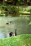 Furnas