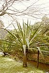 Furnas