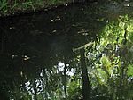 Furnas