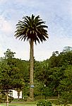 Furnas