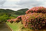 Furnas