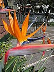 Paradiesvogelblume (Strelitzia reginae)